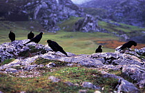 Flock of Alpine chough (Pyrrhocorax graculus) in landscape, Covadonga NP, Picos de Europa, Spain