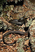 Montpellier snake, Spain