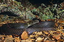 Montpellier snake (Malpolon monspessulanus) Cadiz, Spain