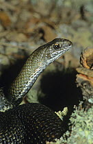 Close-up of Montpellier snake (Malpolon monspessulanus) Cadiz, Spain