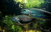 Rainbow trout (Salmo gairdneri) UK