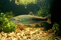 Rainbow trout, UK