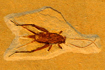 Fossil insect - ground cricket from Cretaceous Period. Brazil