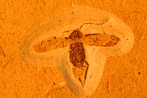 Fossil insect - cockroach from Cretaceous period. Brazil