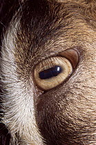 Close up of eye of Domestic goat (Capra hircus)