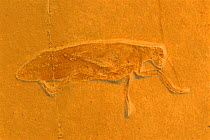 Fossil grasshopper: Pycnophlebia U Jurassic. Solnhofen, Germany.