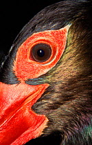 Close up of eye of Black stork