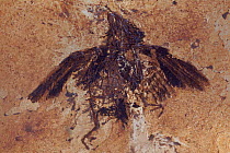 Fossil bird from Eocene period in Messel, Germany.