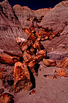 Petrified logs. Late Triassic Petrified Forest NP. Arizona USA 225 million years before present