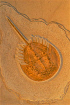 Fossil horseshoe crab. Jurassic (Limulus) Solnhofen, Germany.