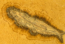 Fossil fish w/manganese dendrite (Leptolepides sprattiformis) GER Jurassic