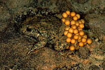 Male Midwife toad (Alytes obstetricans) carrying eggs. Germany