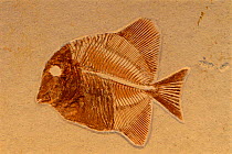 Fossil fish. Upper Jurassic (Gyrouchus) Solnhofen, Germany