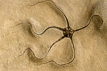 Fossil brittle star. Middle lias (Ophioperma egertoni) England