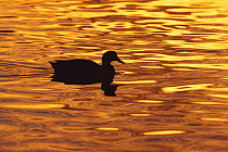 Silhouette of duck on water at sunset, Salton Sea, California, USA