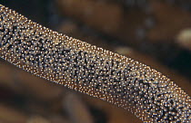 Eggs of Damselfish (Pomacentridae) along whip coral, Indo-Pacific