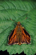Silver spotted skipper butterfly resting on leaf, Germany