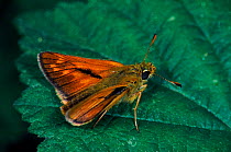 Silver-spotted skipper butterfly on leaf, Germany