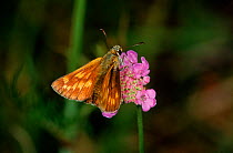 Silver spotted skipper butterfly,  Germany