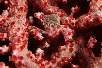 Pygmy seahorse camouflaged in fan coral. Pacific Ocean