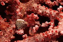 Pygmy seahorse camouflaged in fan coral, Pacific