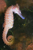 Thorny seahorse portrait. (Hippocampus histrix) captive