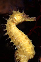 Maned seahorse
