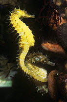 Maned seahorse (Hippocampus ramulosus) captive