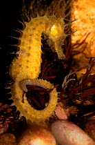 Maned seahorse (Hippocampus ramulosus) C.