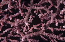 Pygmy seahorse (Hippocampus bargibanti) on fan coral, Pacific