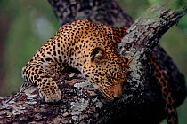 Female Leopard sleeping in acacia tree, MalaMala, S. Africa