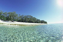 Beach with Pisonia forest. Lady Musgrave Is, Gt Barrier Reef, Quensland,Australia