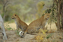Leopard with 8/9-month cub Malamala Game Reserve, S. Africa