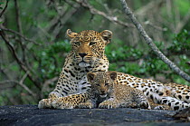 Leopard mother with 2-month cub Malamala GR, S Africa (Panthera pardus)