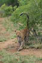 Female Leopard marks territory spraying Grewia bush. MalaMala Game Reserve, S. Africa.