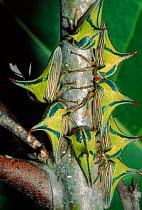 Thornbugs or Treehoppers, Costa Rica