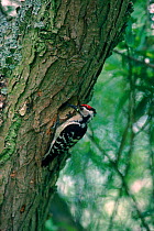 Lesser spotted woodpecker (Dendrocopos minor) male with food at nest entrance, Sussex UK