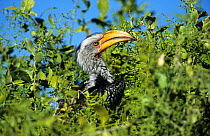 Yellow billed hornbill feeds on fruit (Tockus  flavirostris) Etosha NP Namibia