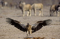 White backed vulture (Gyps africanus) landing on ground near a herd of Zebra, Etosha NP, Namibia