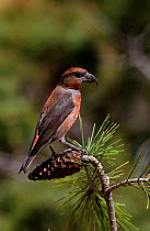 Male Red crossbill on pine tree (Loxia curvirostra) Spain