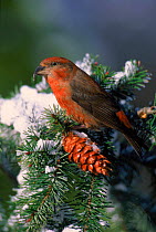 Male Red crossbill (Loxia curvirostra) on pine tree, Germany