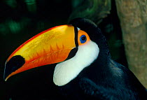 Toco toucan (Ramphastos toco) native to South America
