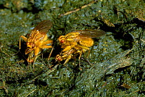 Dungflies (Scatophaga stercoraria) mating on cow dung. UK