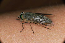 Cleg fly (Haematopota pluvialis) on human skin, Scotland, UK