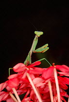 European praying mantis, Florida (Mantis religiosa). Introduced species to Florida