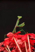 European praying mantis, Florida (Mantis religiosa). Introduced species to Florida