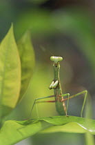 European praying mantis (Mantis religiosa), introduced species, Florida, USA
