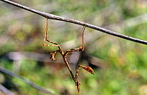Praying mantis hangs off branch (Empusa pennata) Cabaneros NP, Cuidad Real, Spain