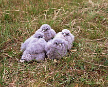 Kestrel chicks removed from nest for ringing (Falco tinnunculus) UK