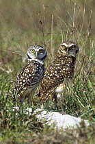Burrowing owl (Athena cunicularia) pair at entrance to burrow, Immokalee, Florida, USA
